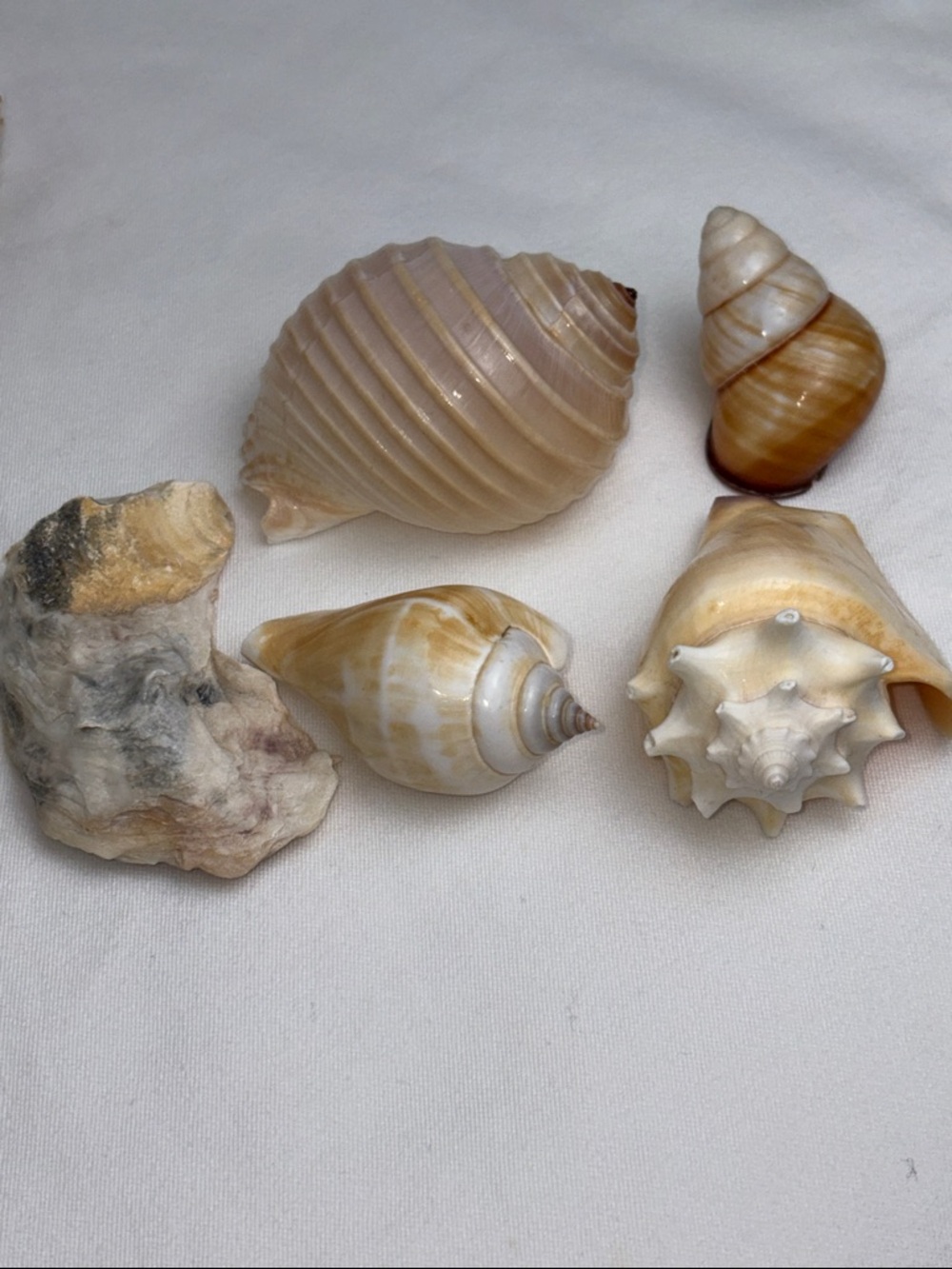20pc Boutique Natural Shell Collection - Excellent Condition - Picture 13 of 14